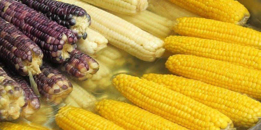 corn-3195907_960_720|Sin título|corn-field-440338_960_720
